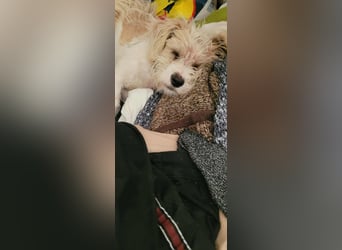 PomPom - Gefunden auf der Straße