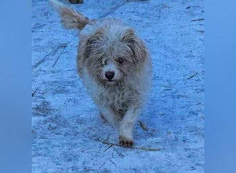 PomPom - Gefunden auf der Straße