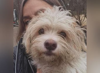 PomPom - Gefunden auf der Straße Rumäniens