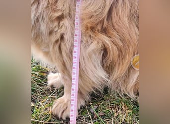 BUDUSEL ♥ - Befreit von der Kette