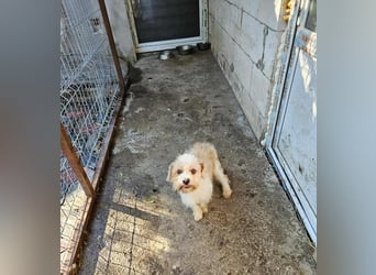 PomPom - Gefunden auf der Straße Rumäniens