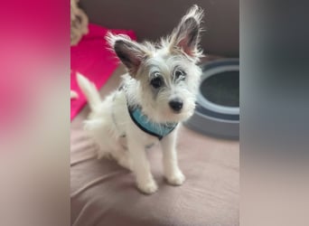 BUGSY - ist bereit für Abenteuer