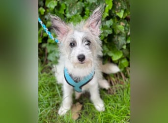 BUGSY - ist bereit für Abenteuer