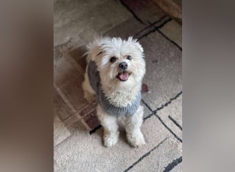 POPPY - Zuckerbub sucht seine Menschen