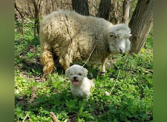 LINA - kleine Herzensdame