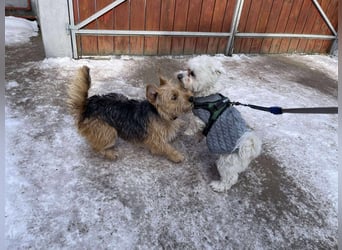 POPPY - Zuckerbub sucht seine Menschen