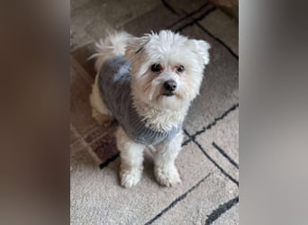 POPPY - Zuckerbub sucht seine Menschen