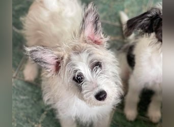 BUGSY - ist bereit für Abenteuer