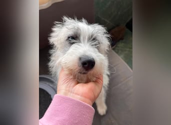 BUGSY - ist bereit für Abenteuer