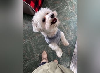 POPPY - Zuckerbub sucht seine Menschen