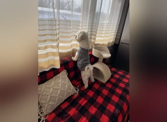 POPPY - Zuckerbub sucht seine Menschen