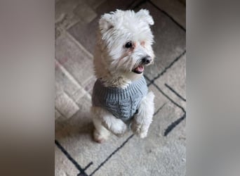 POPPY - Zuckerbub sucht seine Menschen