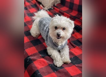 POPPY - Zuckerbub sucht seine Menschen