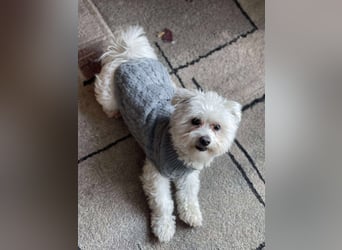 POPPY - Zuckerbub sucht seine Menschen