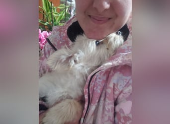 ZSA ZSA - kleine Zuckermaus