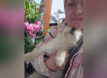 ZSA ZSA - kleine Zuckermaus