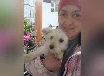 ZSA ZSA - kleine Zuckermaus