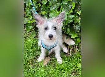 BUGSY - ist bereit für Abenteuer
