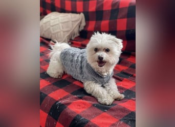 POPPY - Zuckerbub sucht seine Menschen