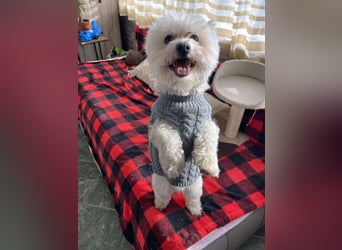 POPPY - Zuckerbub sucht seine Menschen