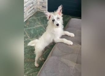 BUGSY - ist bereit für Abenteuer