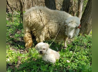 LINA - kleine Herzensdame