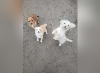 ZSA ZSA - kleine Zuckermaus