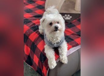 POPPY - Zuckerbub sucht seine Menschen