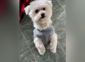 POPPY - Zuckerbub sucht seine Menschen