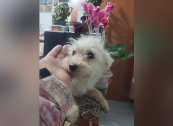 ZSA ZSA - kleine Zuckermaus