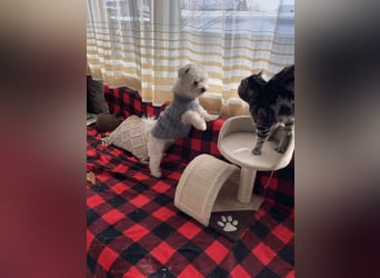 POPPY - Zuckerbub sucht seine Menschen