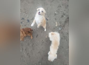 ZSA ZSA - kleine Zuckermaus