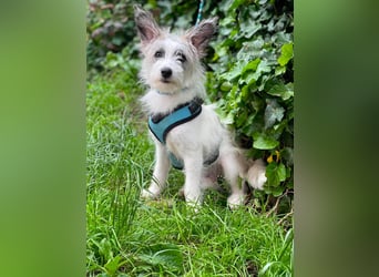 BUGSY - ist bereit für Abenteuer