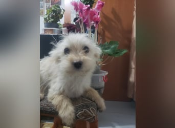 ZSA ZSA - kleine Zuckermaus