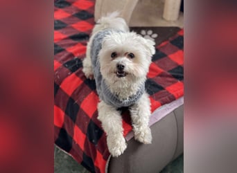 POPPY - Zuckerbub sucht seine Menschen