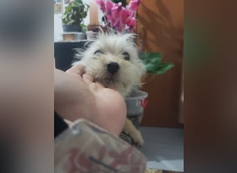 ZSA ZSA - kleine Zuckermaus