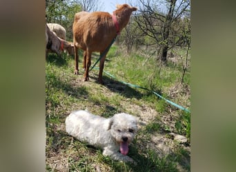 LINA - kleine Herzensdame