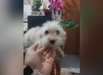 ZSA ZSA - kleine Zuckermaus