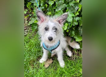 BUGSY - ist bereit für Abenteuer