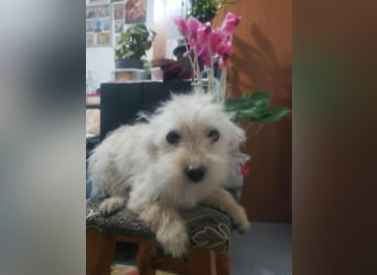 ZSA ZSA - kleine Zuckermaus