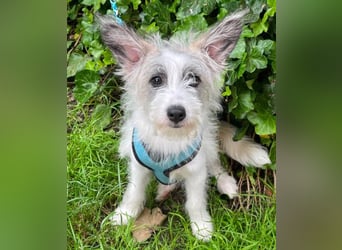 BUGSY - ist bereit für Abenteuer