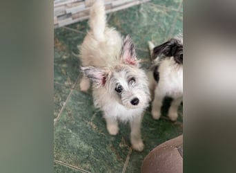 BUGSY - ist bereit für Abenteuer