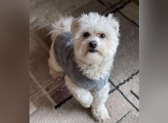 POPPY - Zuckerbub sucht seine Menschen