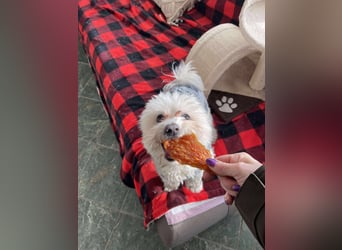 POPPY - Zuckerbub sucht seine Menschen