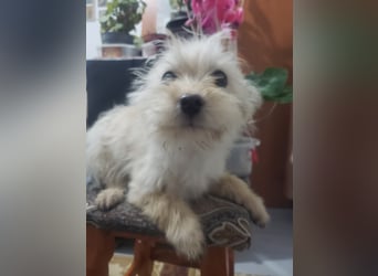 ZSA ZSA - kleine Zuckermaus