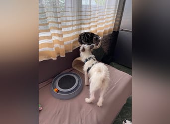 BUGSY - ist bereit für Abenteuer