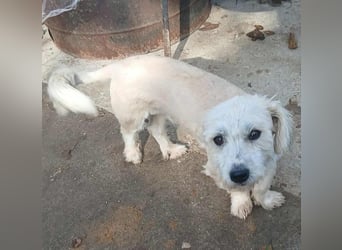 Marley - freundlich und lernwillig