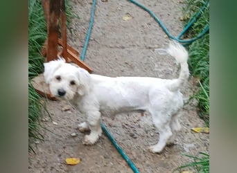 Miley - freundlich und neugierig Miley - freundlich und neugierig