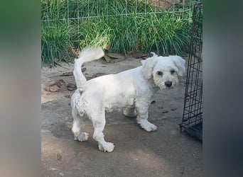 Miley - freundlich und neugierig Miley - freundlich und neugierig