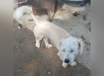 Marley - freundlich und lernwillig